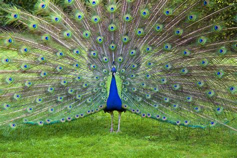 Peacock for students. Things To Know About Peacock for students. 